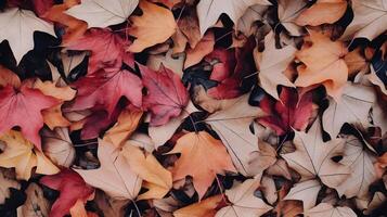 otoño antecedentes con un lote de vistoso caído hojas ocupando todas el espacio foto