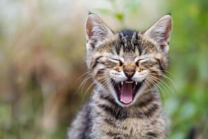 Photo of cat laughing with its mouth wide open. Background blurred