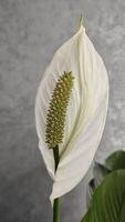 Spathiphyllum blooms white flower, houseplant for room decoration and design photo