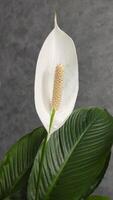 Spathiphyllum blooms white flower, houseplant for room decoration and design photo