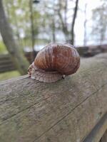 A large land snail crawls on the ground photo