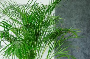 Dipsis palm tree plant in the house, leaves on white grey background. High quality photo