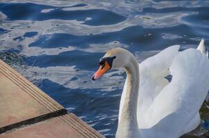 Swan swims near the shore in the park. High quality photo