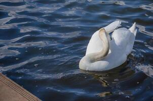 Swan swims near the shore in the park. High quality photo