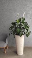 Spathiphyllum blooms white flower, houseplant for room decoration and design photo