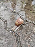 A large land snail crawls on the ground photo