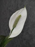 Spathiphyllum blooms white flower, houseplant for room decoration and design photo