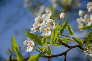 manzana árbol floreciente blanco flores en primavera, floración árbol. alto calidad foto