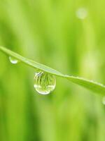 morning dew drops on the leaves photo