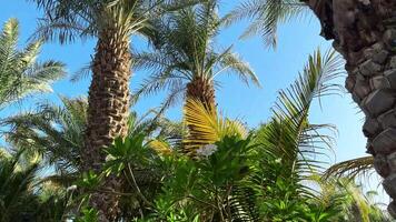 Palm trees in the garden, landscape video