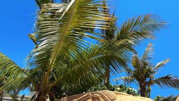 Palm trees in the garden, landscape video