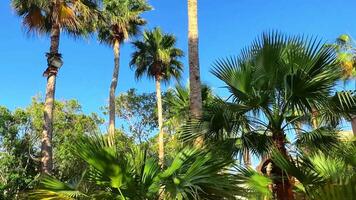 Palm trees in the garden, landscape video