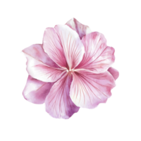 One Flower watercolor transparent background png