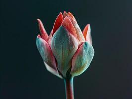 Opening bud of a pink flower with emerald leaves. Aesthetic macro photography, close-up with high sharpness and contrast photo