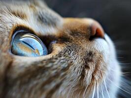 Close-up of the muzzle of a cat dreamily looking up. Aesthetic macro photo