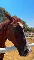 lindo cavalo corrida dentro a arena video