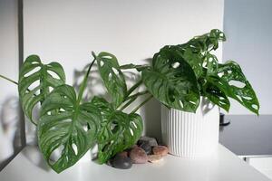 Beautiful split-leaf philodendron in a domestic kitchen. photo