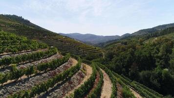 Douro Famous Mountains Vineyards Portugal video