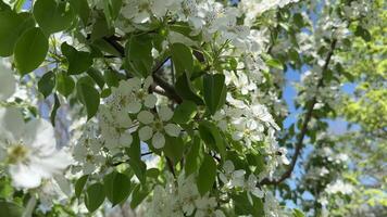 a blooming cherry tree on the background of a blue sky in the rays of the sun video