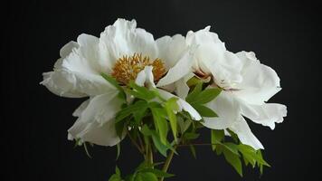 White tree peony flower, isolated on black background video