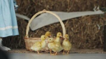 A group of little yellow ducklings walking video