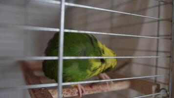 Kakarik parrot sits in a cage video