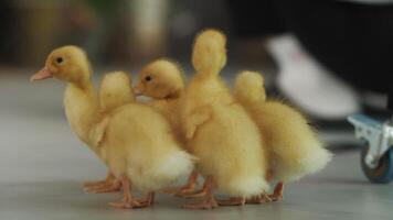 A group of little yellow ducklings walking video