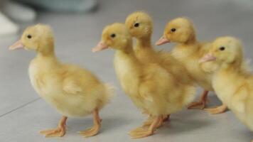 A group of little yellow ducklings walking video