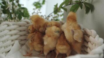 poulets en train de dormir dans une blanc panier près fleurs video