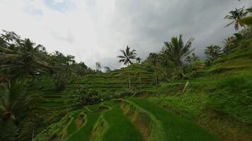 Reis Terrassen im Bali. Schuss auf ein fpv Drohne. video