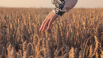 il mano di un' ragazza nel ucraino nazionale vestito tocchi maturo, d'oro orecchie di Mais. vicino su. un' donna di mano tocchi d'oro orecchie di Grano. video