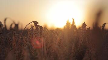 Wheat harvest in the field at sunset. Ripe golden ears of wheat on a summer day at sunset. Close up. The concept of agriculture. video