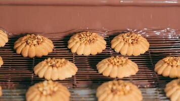 galletas son automáticamente cubierto con Leche chocolate en el panadería. el concepto de haciendo galletas, confitería productos arriba cerca video