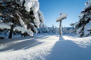 majestuoso pino bosque bañado en luz de sol en Nevado montañas. foto