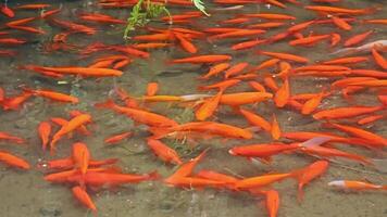 cerca arriba de un rojo pescado en un pequeño estanque. pequeño rojo pescado nadar en un artificial estanque en un parque en Valencia, España video