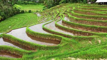 Balinese rice paddies with water drone view video