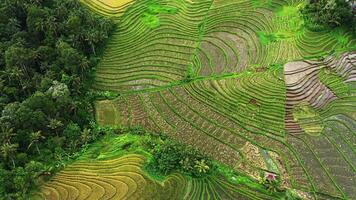 Rice fields in Indonesia from a high altitude video