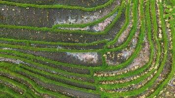 Rice fields in Indonesia from a high altitude video