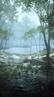 rivier in mysterieus bos met mist video