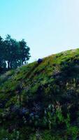 prachtig panoramisch landschap van de bergvallei van de pyreneeën video