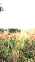 naturskön panoramautsikt över idylliska böljande kullar landskap med blommande ängar video