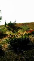 paisaje idílico en los alpes con prados verdes frescos y flores florecientes video