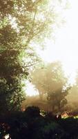 paysage magique de forêt d'automne sombre avec des rayons de lumière chaude video