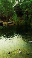 deciduous forest is reflected in the small lake video