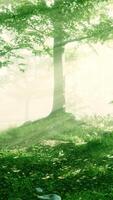 Sunrays in a forest on a hazy morning video