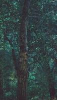 fiaba boschi dall'aspetto spettrale in una giornata nebbiosa video