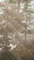 zonnestralen in een bos op een wazige ochtend video