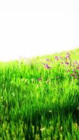 Beautiful meadow field with fresh grass video