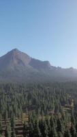 majestuosas montañas con bosque en primer plano en canadá video