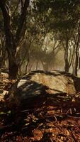 rayons de soleil dans une forêt par un matin brumeux video